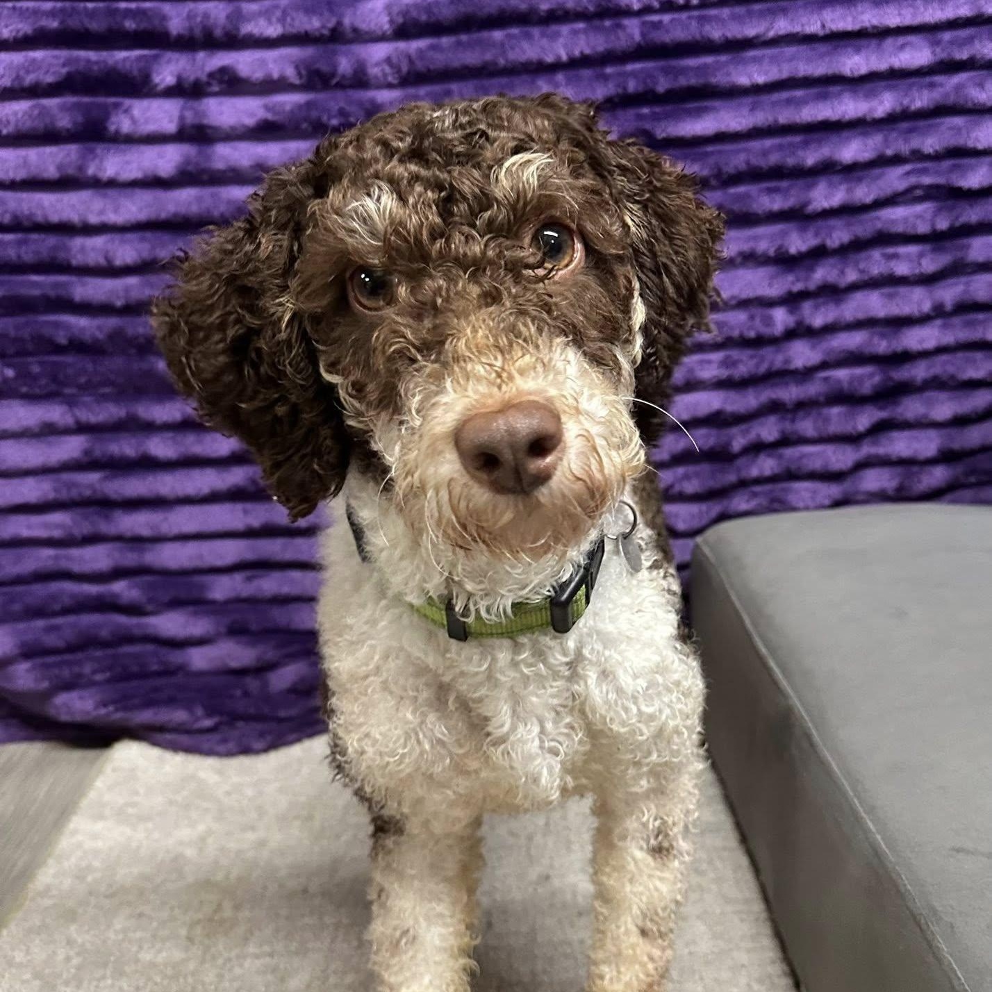 Hunter, Adoptable, Young Male Poodle.