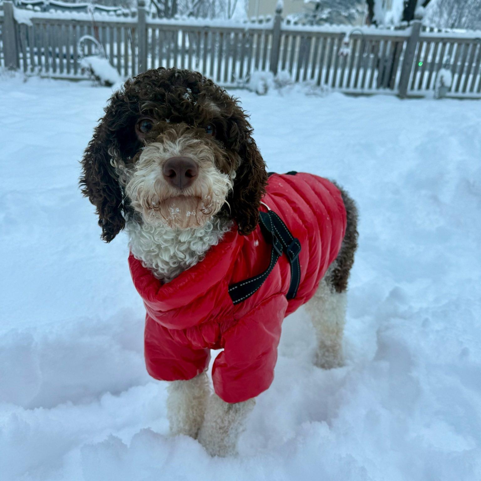 Hunter, a Adoptable Poodle image 5/6