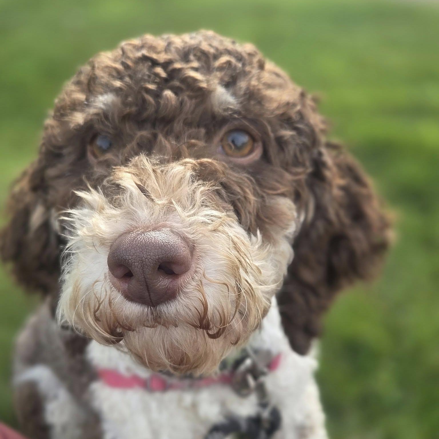 Hunter, Adoptable, Young Male Poodle.