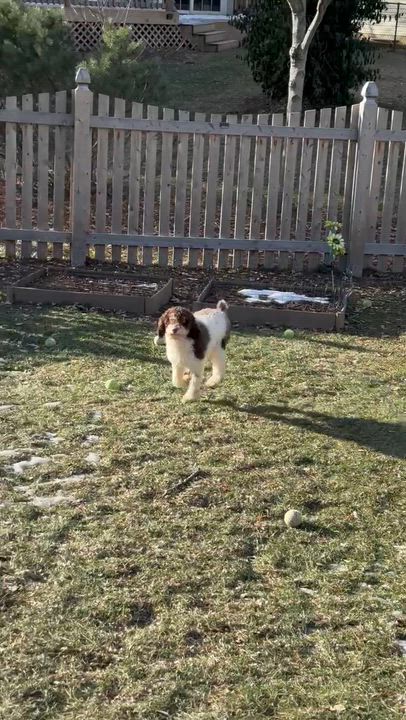 Enlarge Hunter - Home Visit in Process , a Adoptable Poodle in Hartland, WI video 6/6