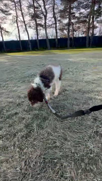 Enlarge Hunter, a Adoptable Poodle video 6/6