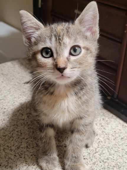 Enlarge Tulip, a Adoptable mixed breed in Douglasville, GA image 1/4