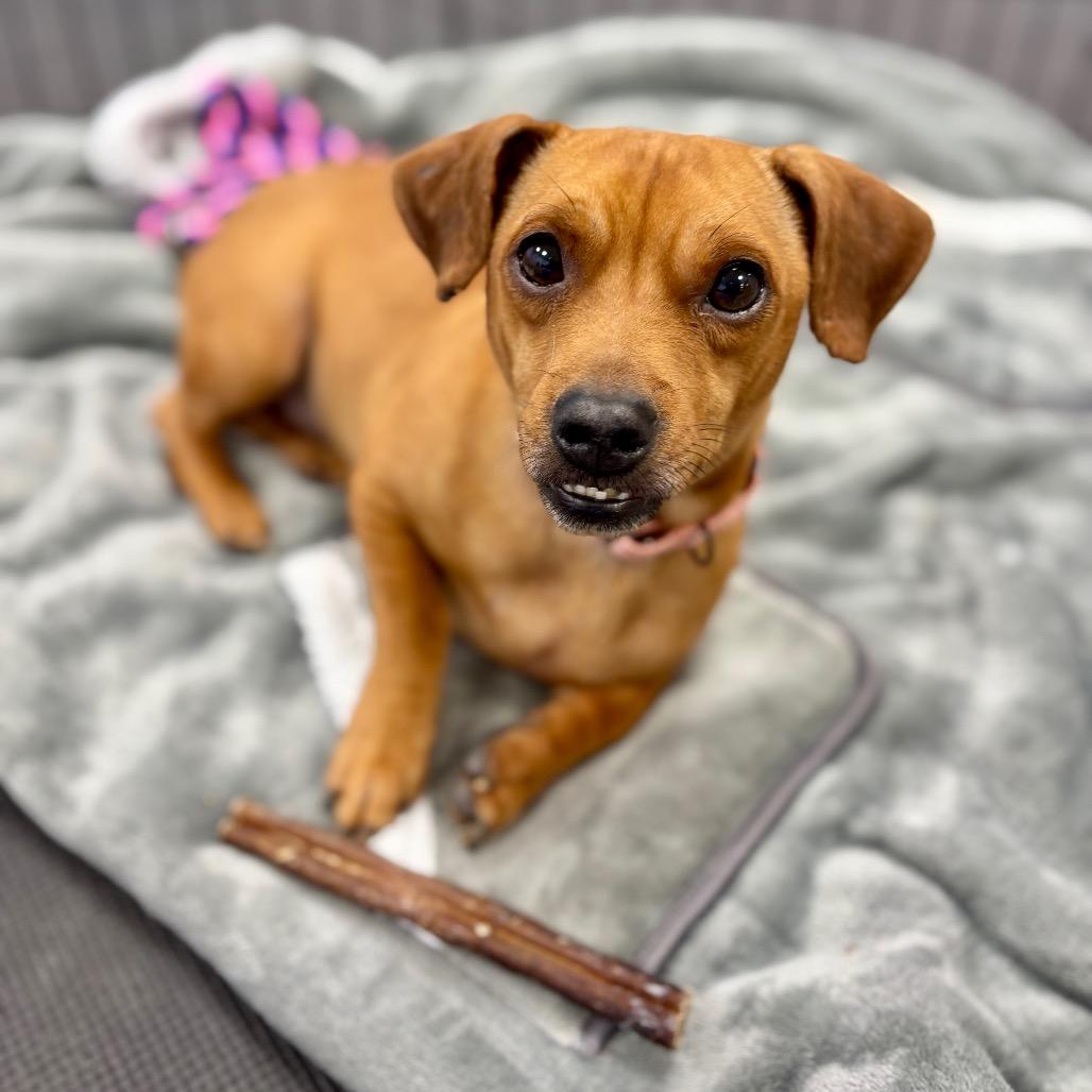 Baby Boy, Adoptable, Adult Male Mixed Breed.