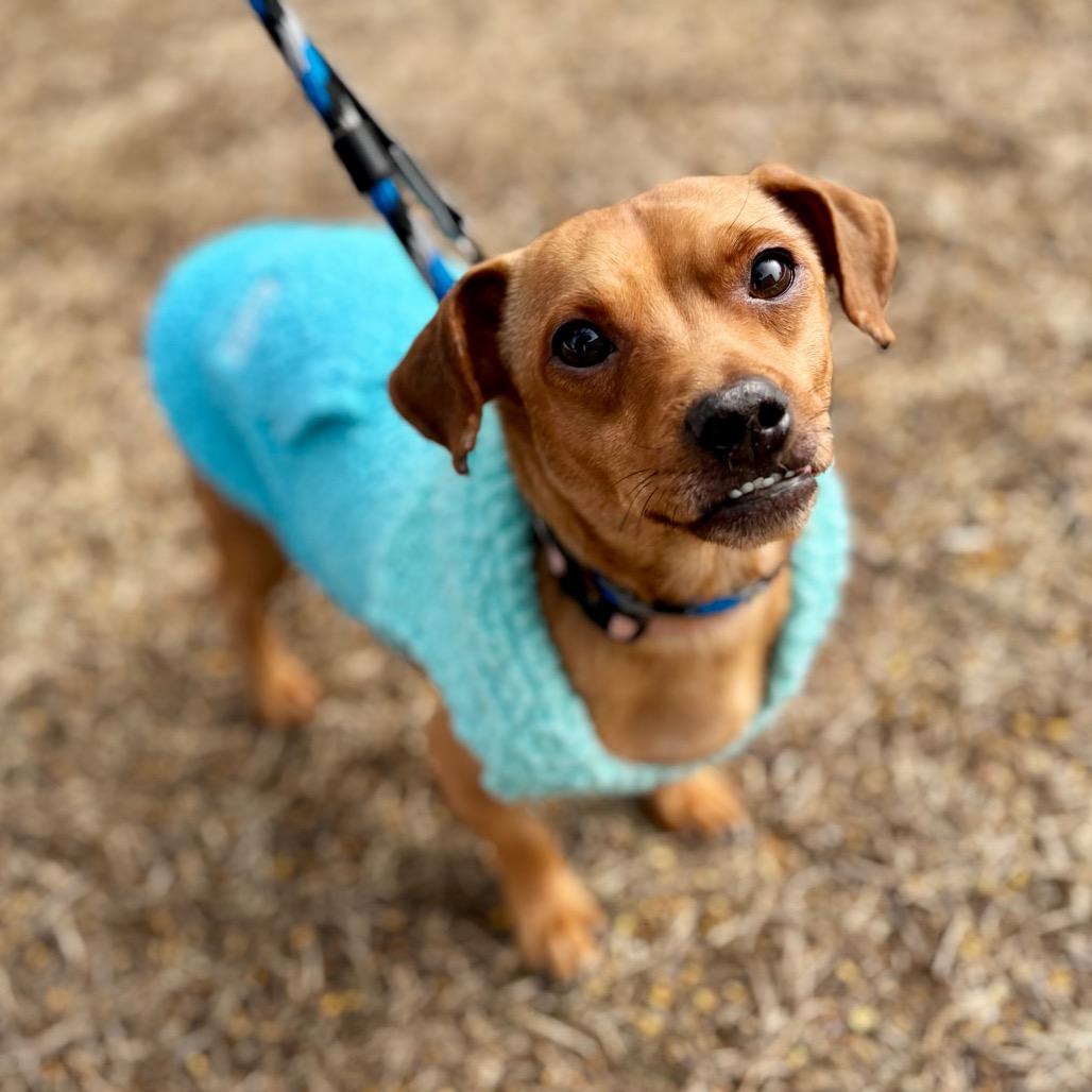 Enlarge Baby Boy, a Adoptable Mixed Breed in Westhampton, NY image 2/6