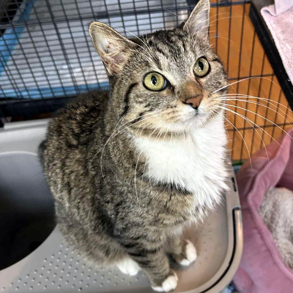 Lulu, Adoptable, Adult Female Domestic Short Hair.