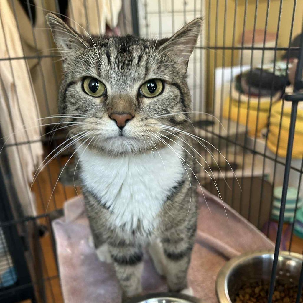 Enlarge Lulu, a Adoptable Domestic Short Hair in FAIRWAY, KS image 2/4