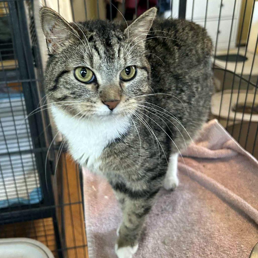 Enlarge Lulu, a Adoptable Domestic Short Hair in FAIRWAY, KS image 3/4