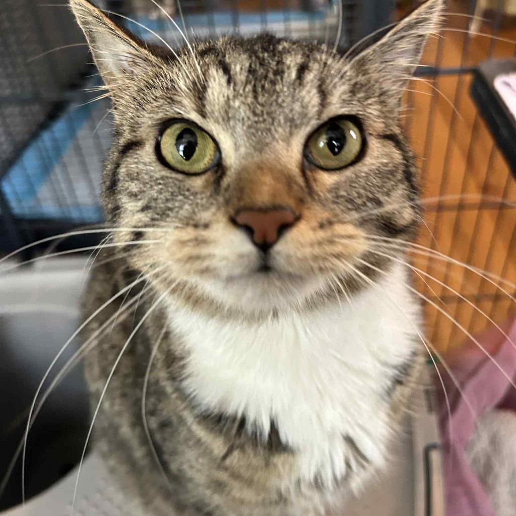 Enlarge Lulu, a Adoptable Domestic Short Hair in FAIRWAY, KS image 4/4
