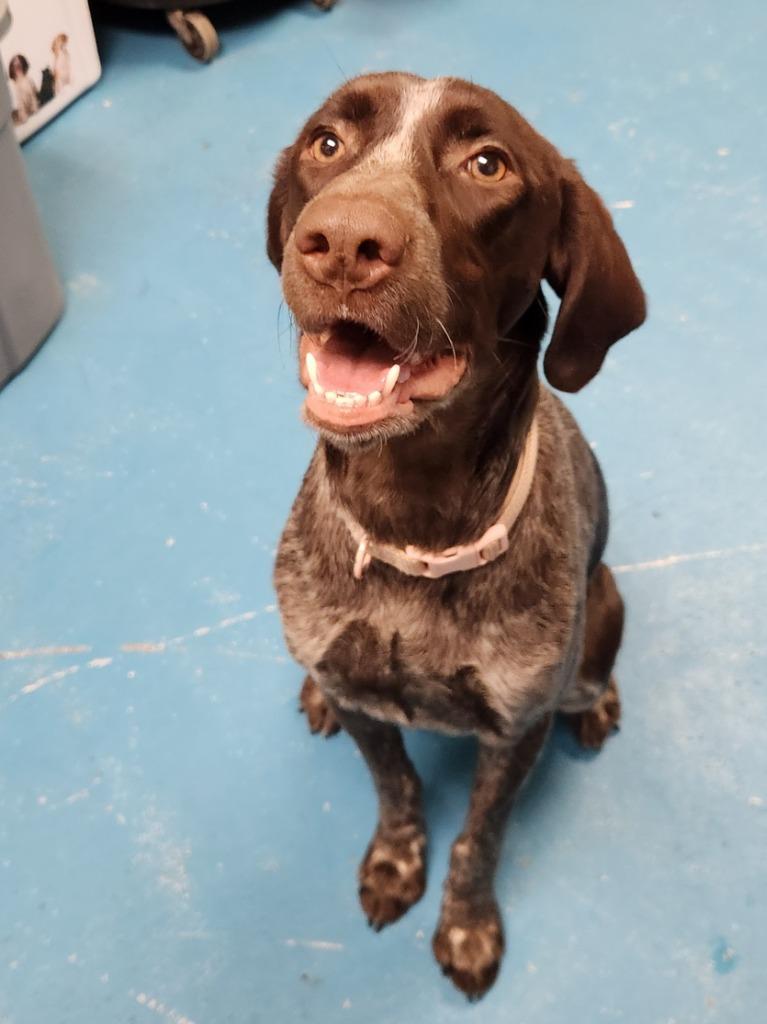 Enlarge Bailey, a Adoptable German Shorthaired Pointer in Grand Forks, ND image 1/1