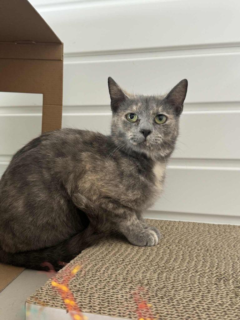 Enlarge Starburst, a Adoptable mixed breed in Marion, OH image 1/3