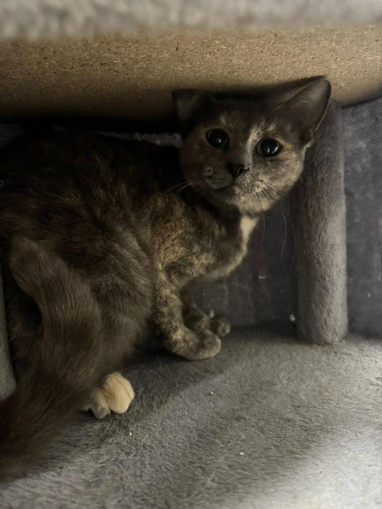 Enlarge Starburst, a Adoptable mixed breed in Marion, OH image 2/3