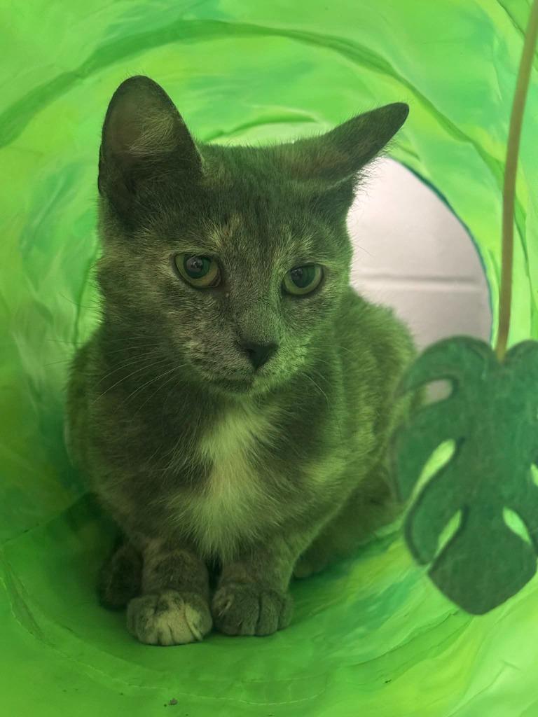 Enlarge Starburst, a Adoptable mixed breed in Marion, OH image 3/3