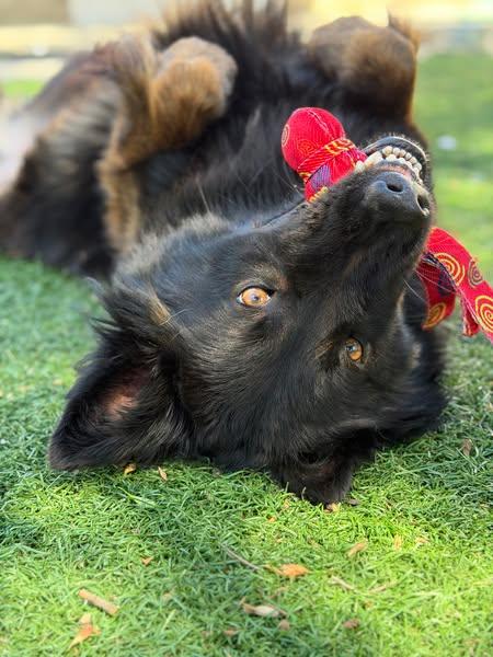 Enlarge Falchor, a Adoptable mixed breed in Vancouver, WA image 1/4