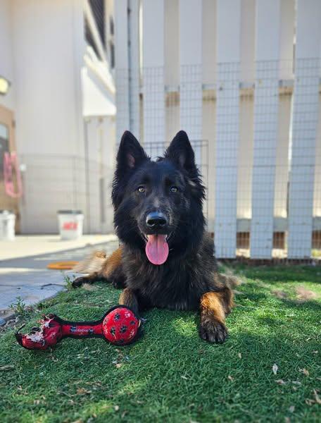 Enlarge Falchor, a Adoptable mixed breed in Vancouver, WA image 2/4