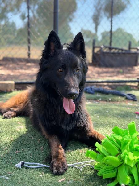 Enlarge Falchor, a Adoptable mixed breed in Vancouver, WA image 3/4