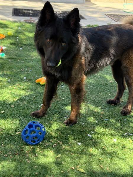 Enlarge Falchor, a Adoptable mixed breed in Vancouver, WA image 4/4