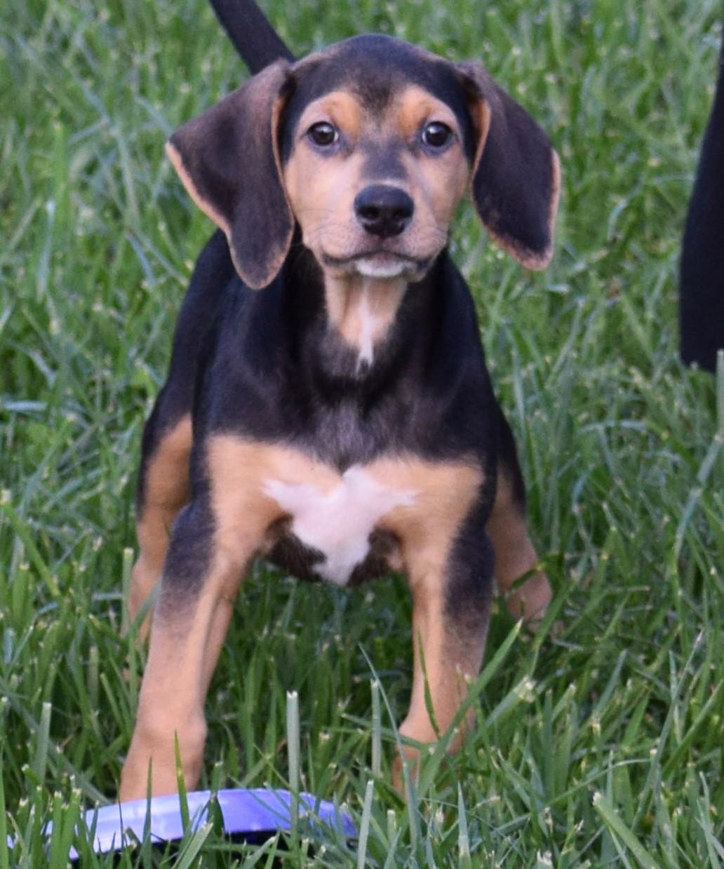 Enlarge Kody-Available www.lhar.dog to apply, a Adoptable mixed breed in Frederick, MD image 1/6