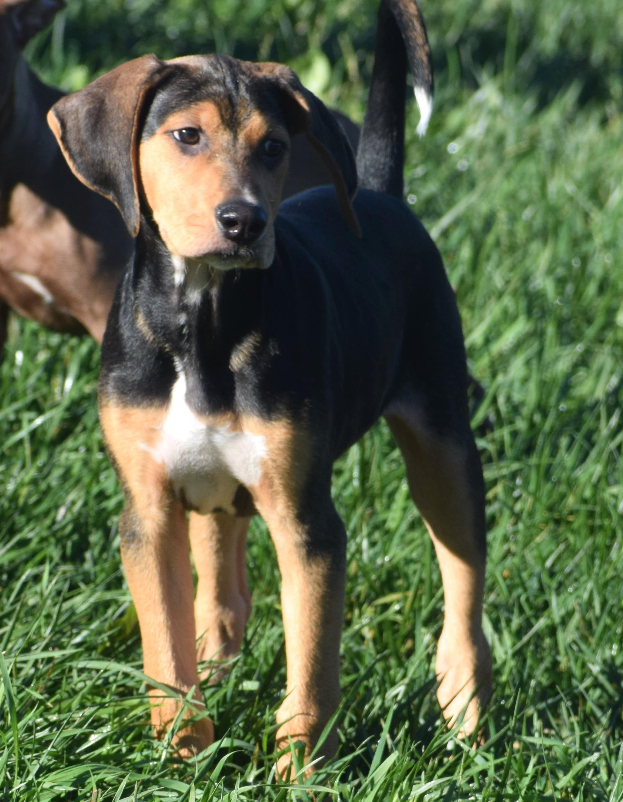 Enlarge Kody-Available www.lhar.dog to apply, a Adoptable mixed breed in Frederick, MD image 5/6