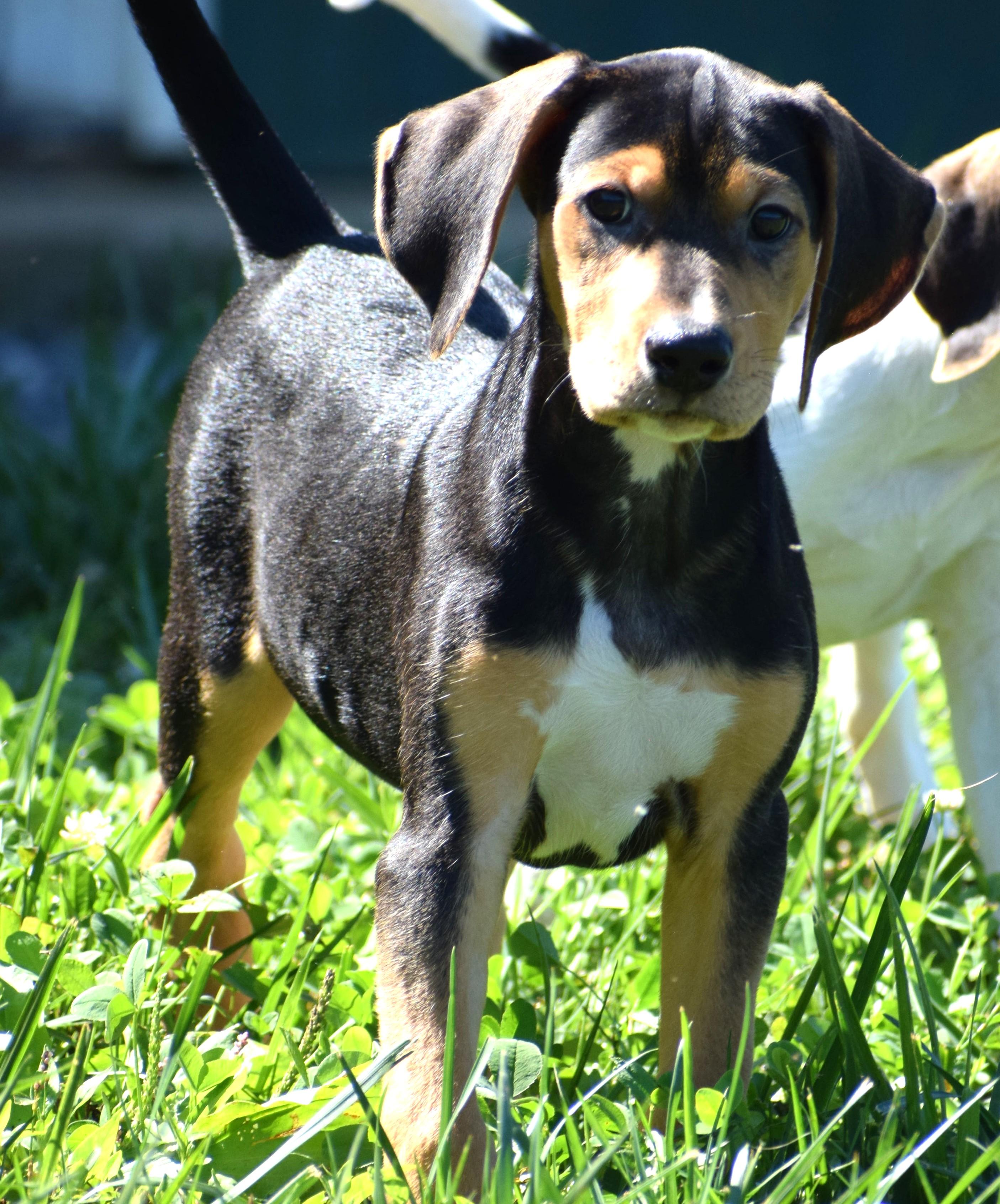 Enlarge Kody-Available www.lhar.dog to apply, a Adoptable mixed breed in Frederick, MD image 3/6