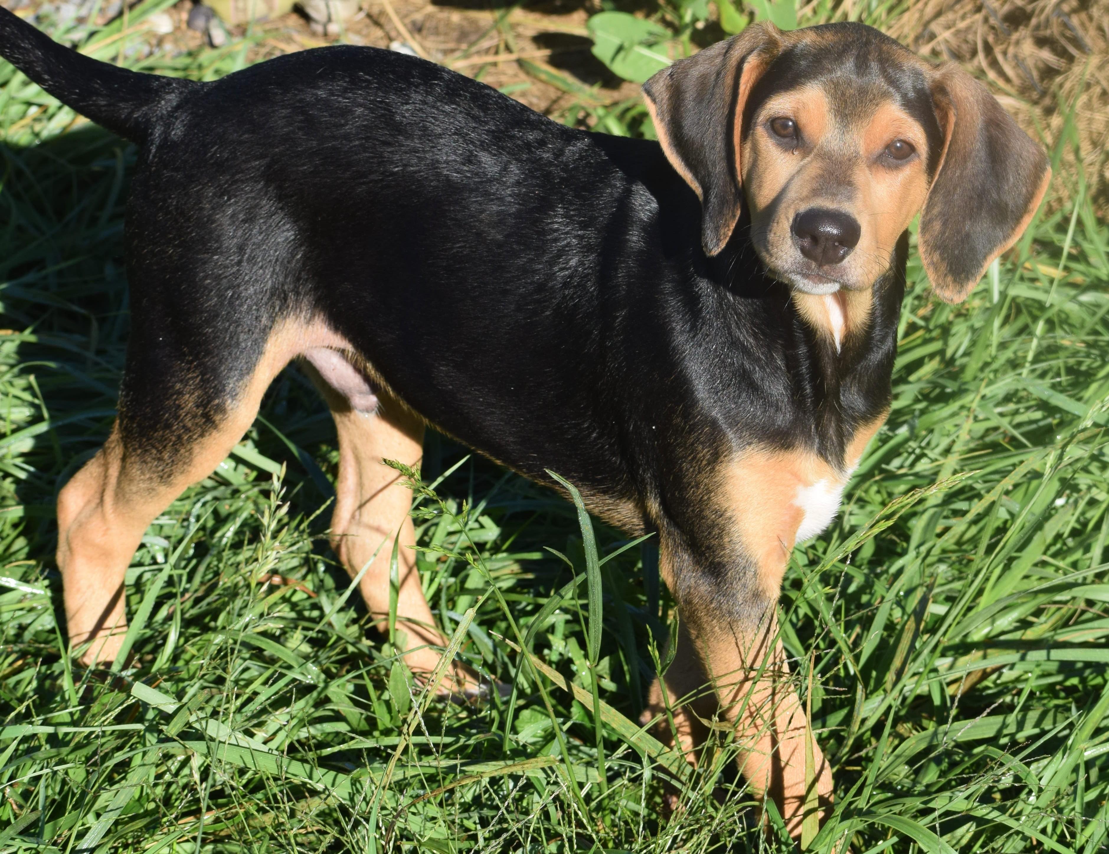 Kody-Available www.lhar.dog to apply, Adoptable, Puppy Male Hound.
