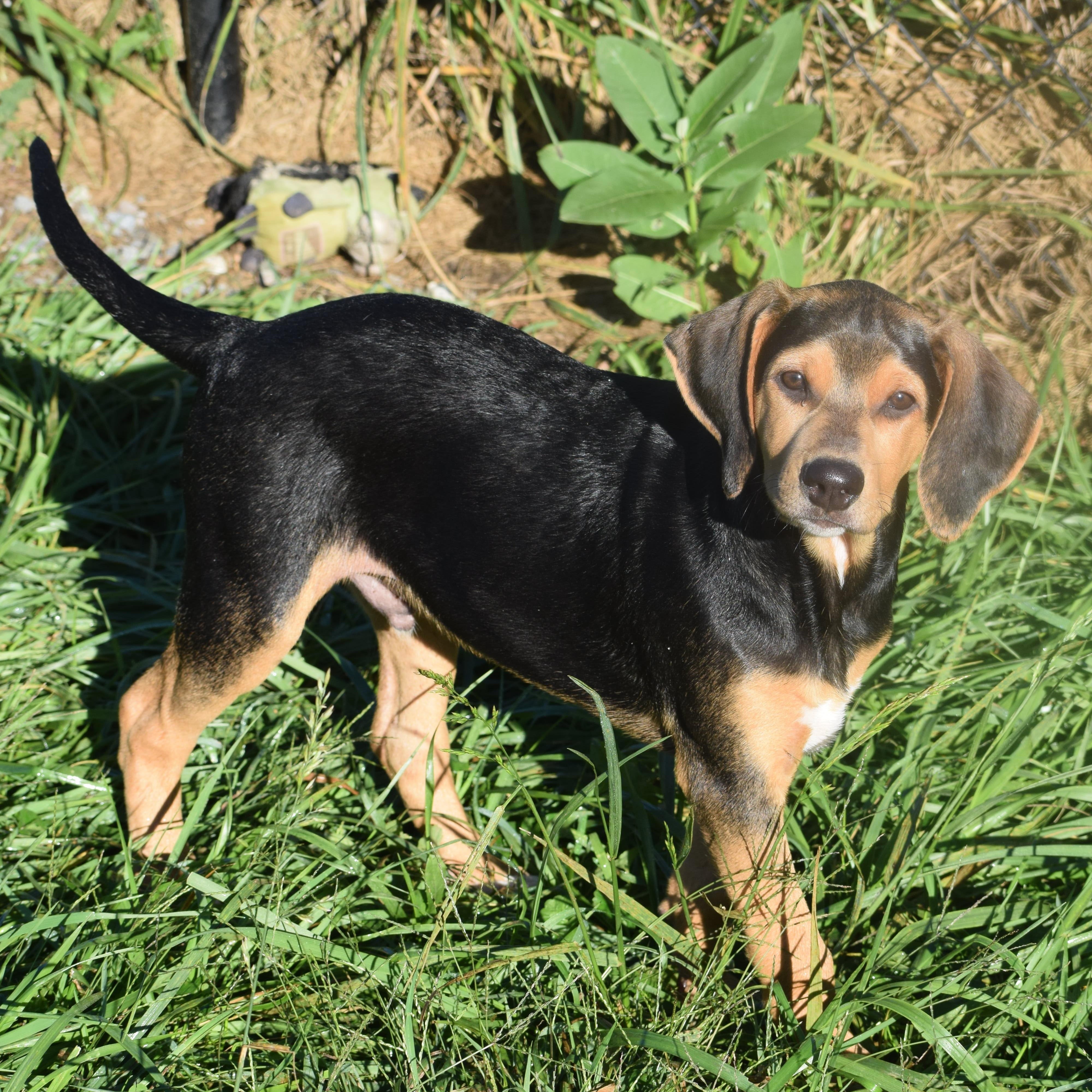 Enlarge Kody-Available www.lhar.dog to apply, a Adoptable mixed breed in Frederick, MD image 3/6