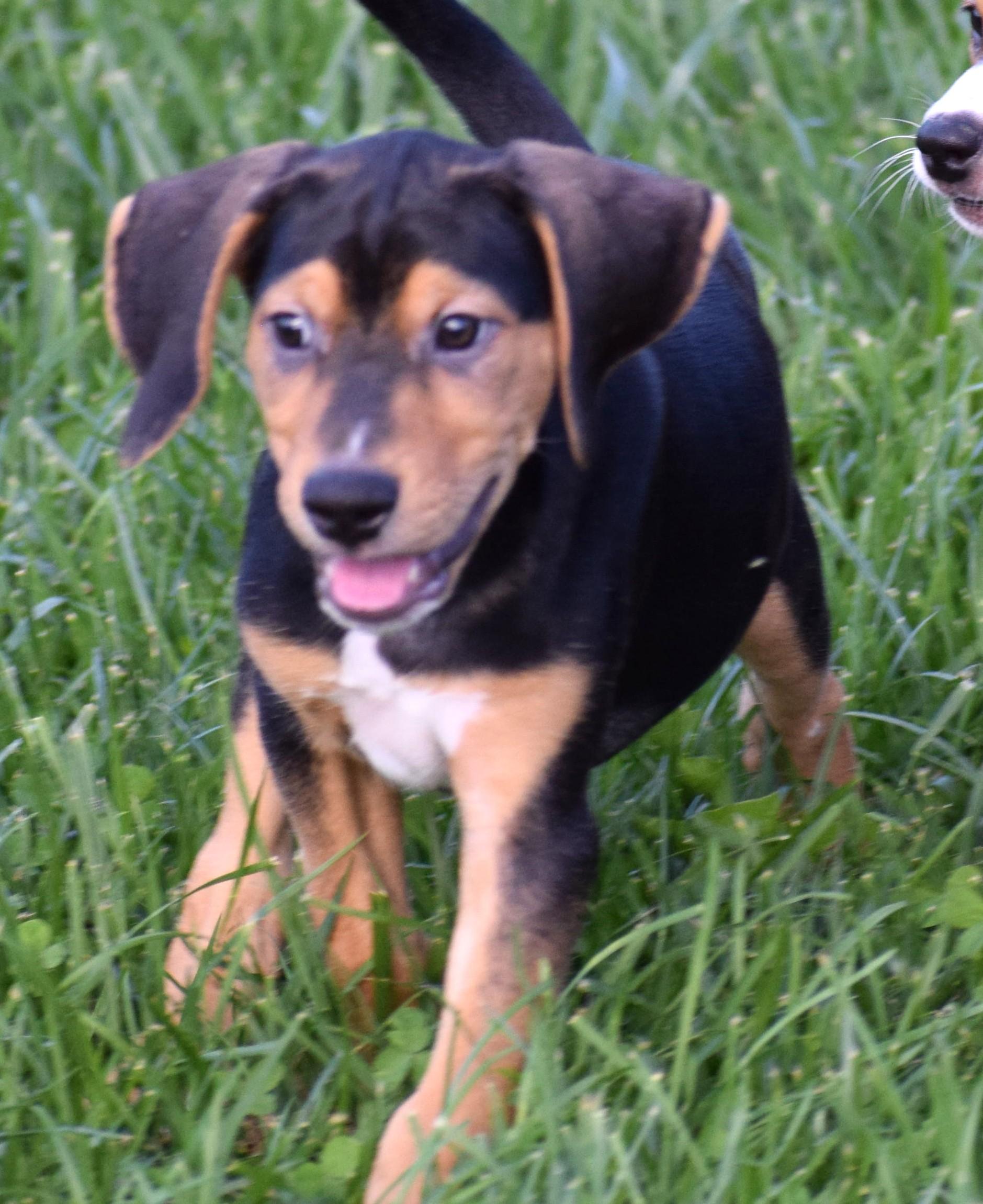 Enlarge Kody-Available www.lhar.dog to apply, a Adoptable mixed breed in Frederick, MD image 2/6