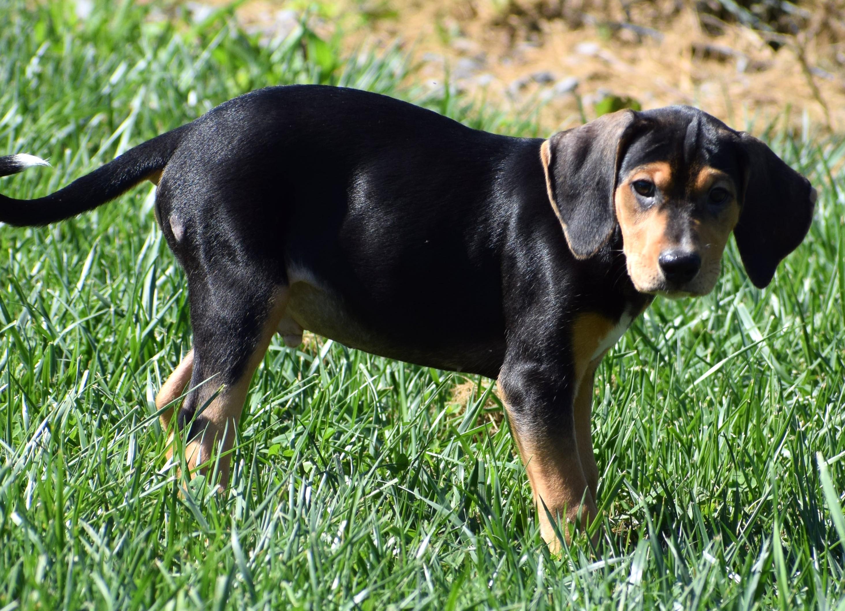 Enlarge Kody-Available www.lhar.dog to apply, a Adoptable mixed breed in Frederick, MD image 5/6