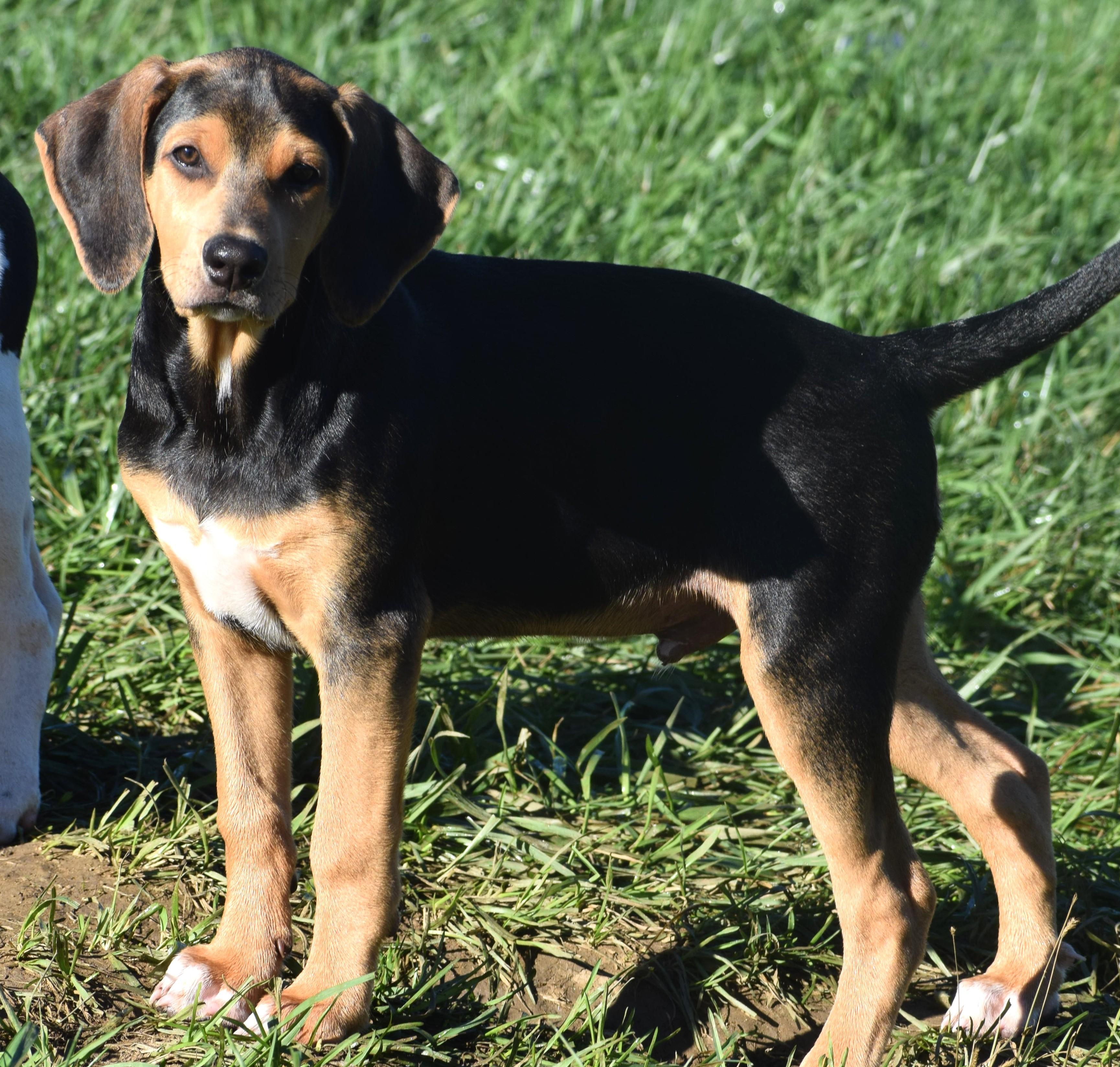 Enlarge Kody-Available www.lhar.dog to apply, a Adoptable mixed breed in Frederick, MD image 6/6