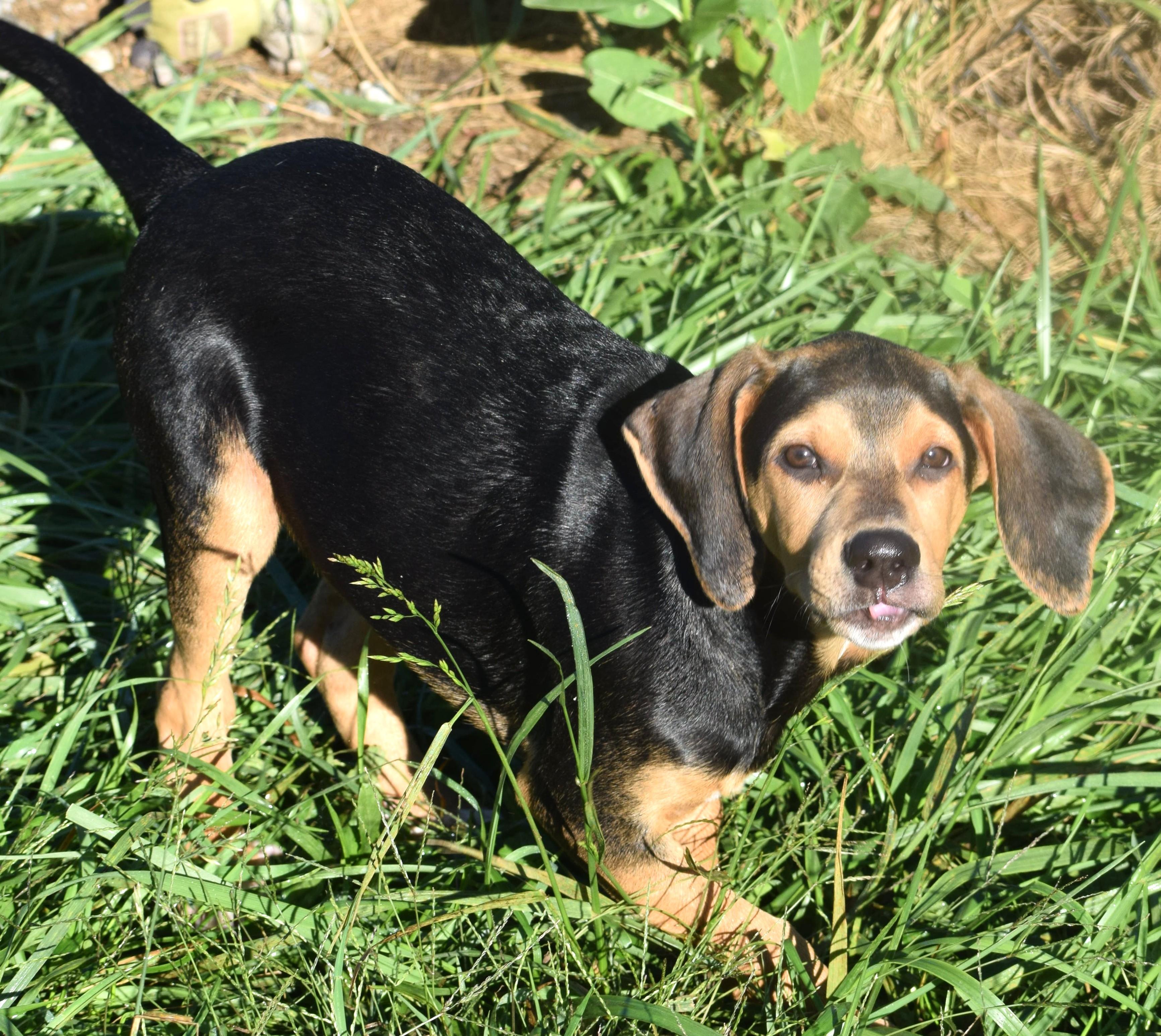 Enlarge Kody-Available www.lhar.dog to apply, a Adoptable mixed breed in Frederick, MD image 4/6