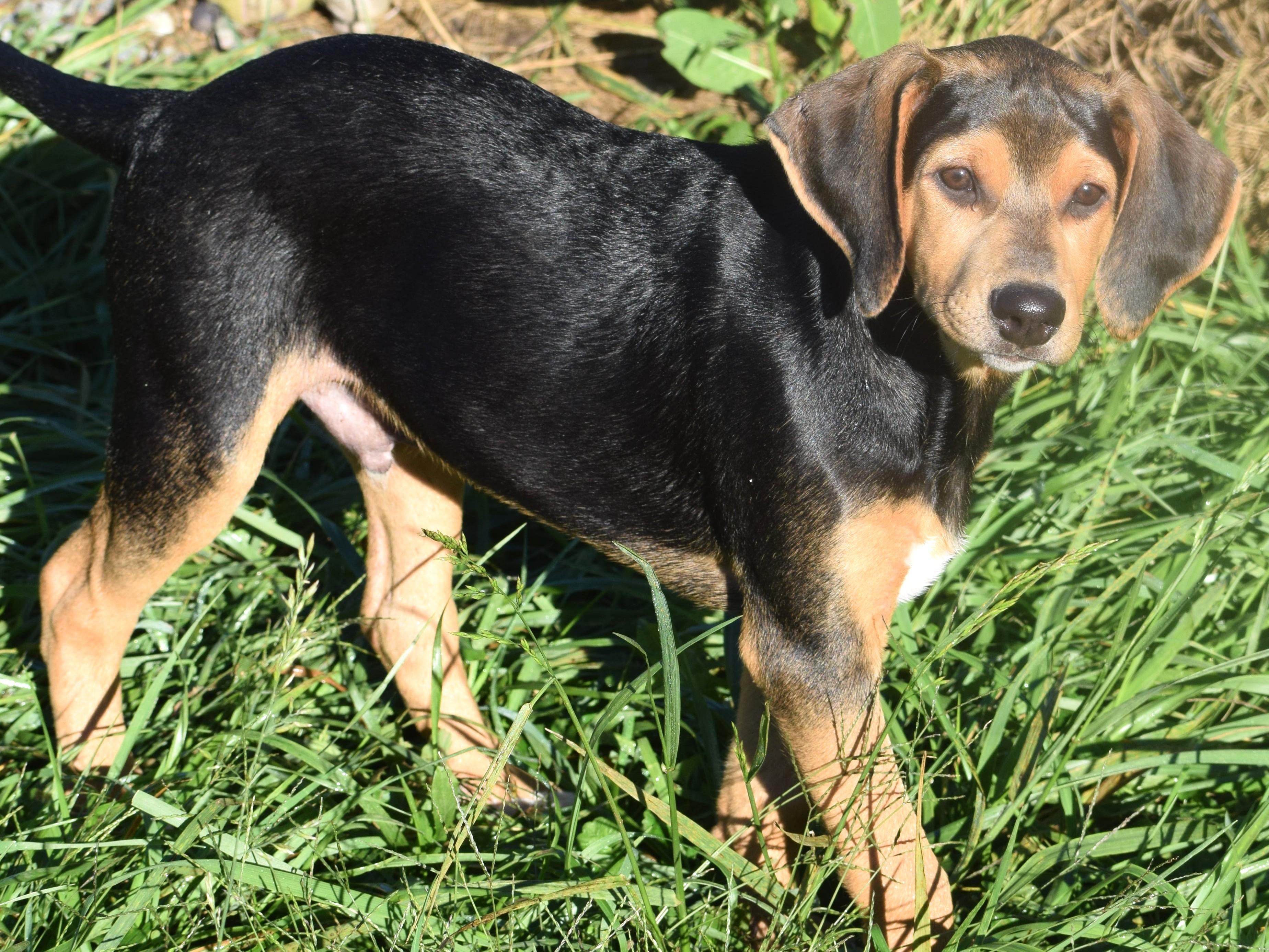 Enlarge Kody-Available www.lhar.dog to apply, a Adoptable mixed breed in Frederick, MD image 2/6