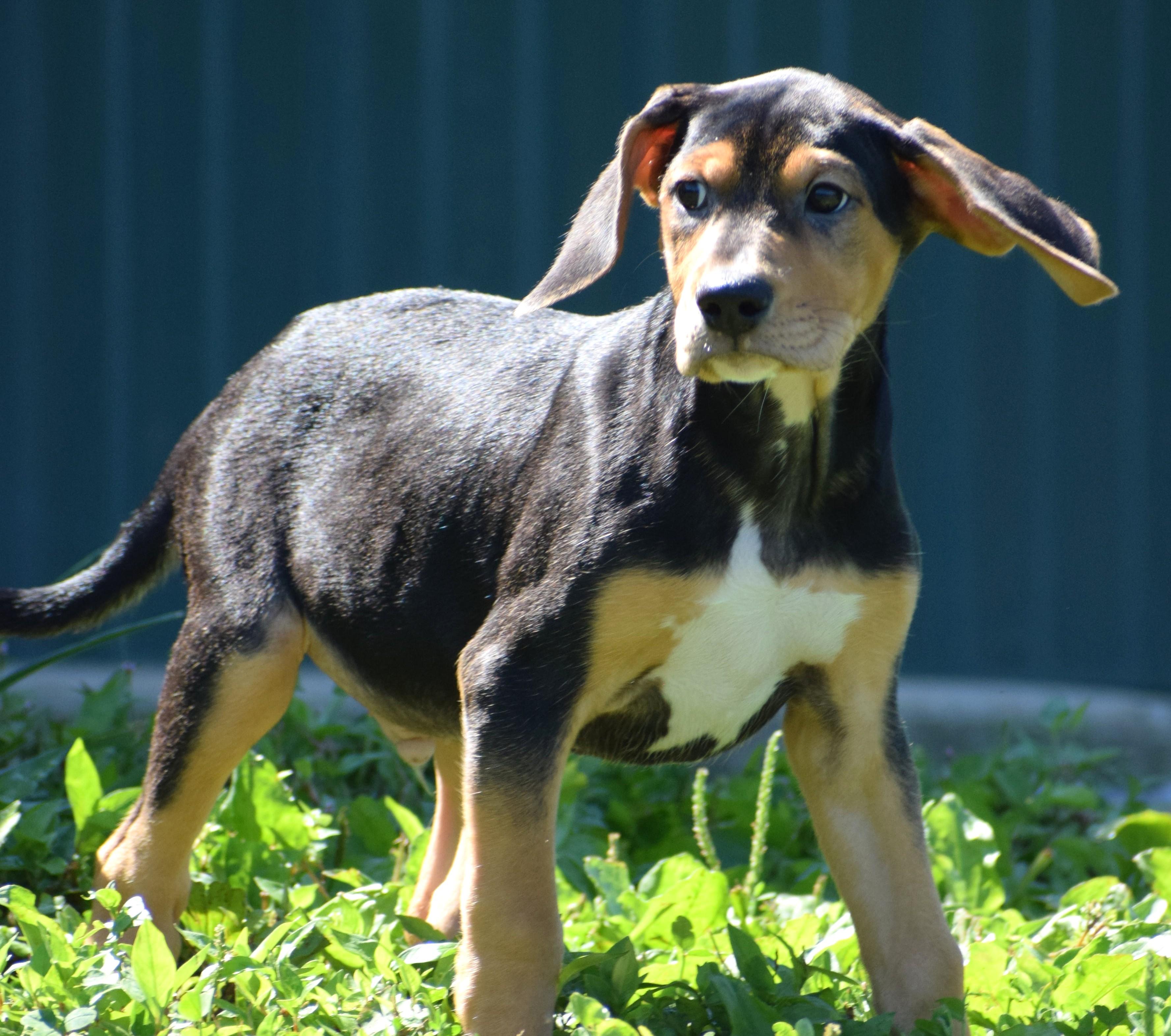 Enlarge Kody-Available www.lhar.dog to apply, a Adoptable mixed breed in Frederick, MD image 4/6