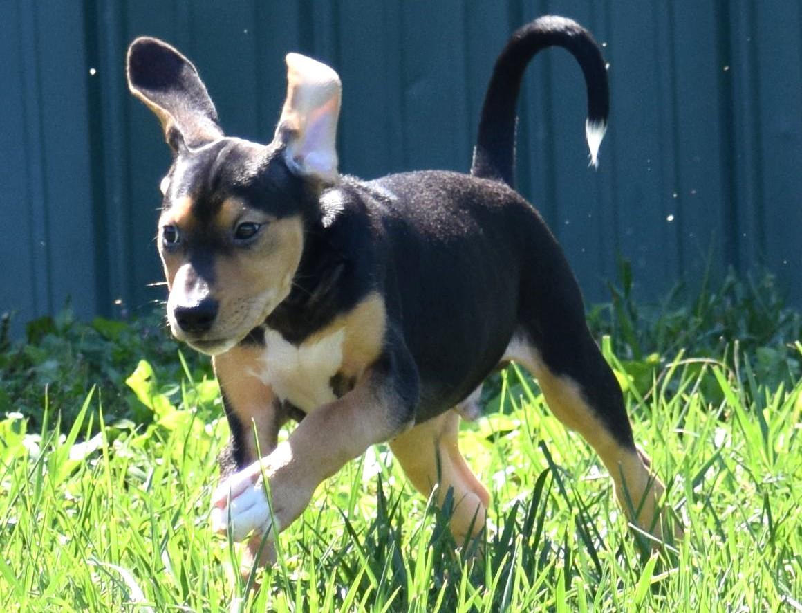 Enlarge Kody-Available www.lhar.dog to apply, a Adoptable mixed breed in Frederick, MD image 6/6