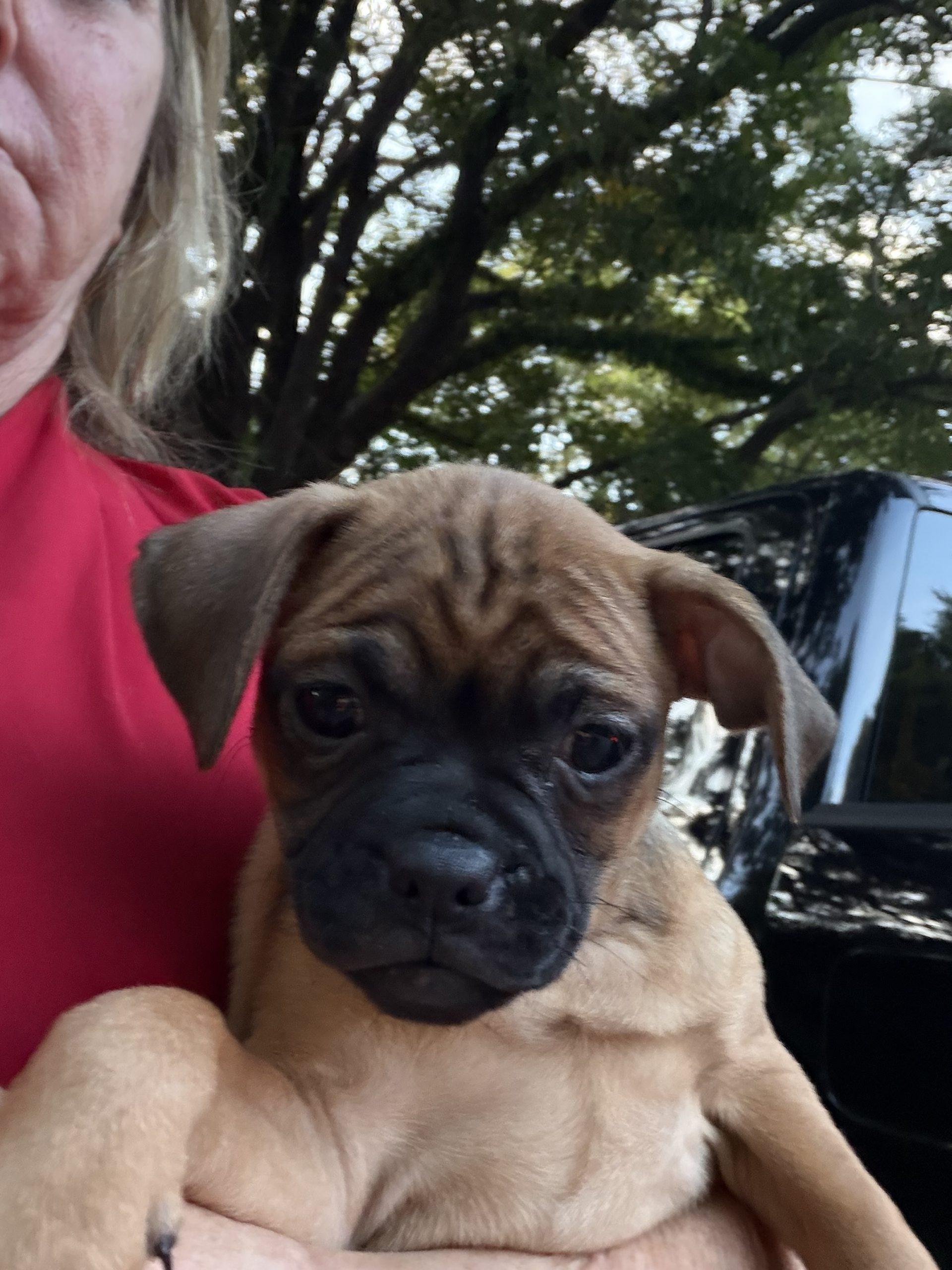 Mabel, Adoptable, Puppy Female Pug & Miniature Pinscher.