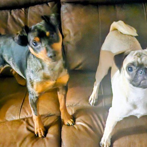Mabel, a Adoptable mixed breed in Plantation, FL image 2/2