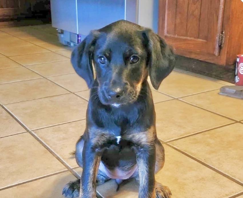 Othmann / Delilah, Adopted, Puppy Female Labrador Retriever & Poodle.