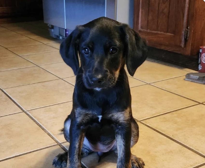 Enlarge Othmann / Delilah, a Adopted mixed breed in Broomfield, CO image 2/2