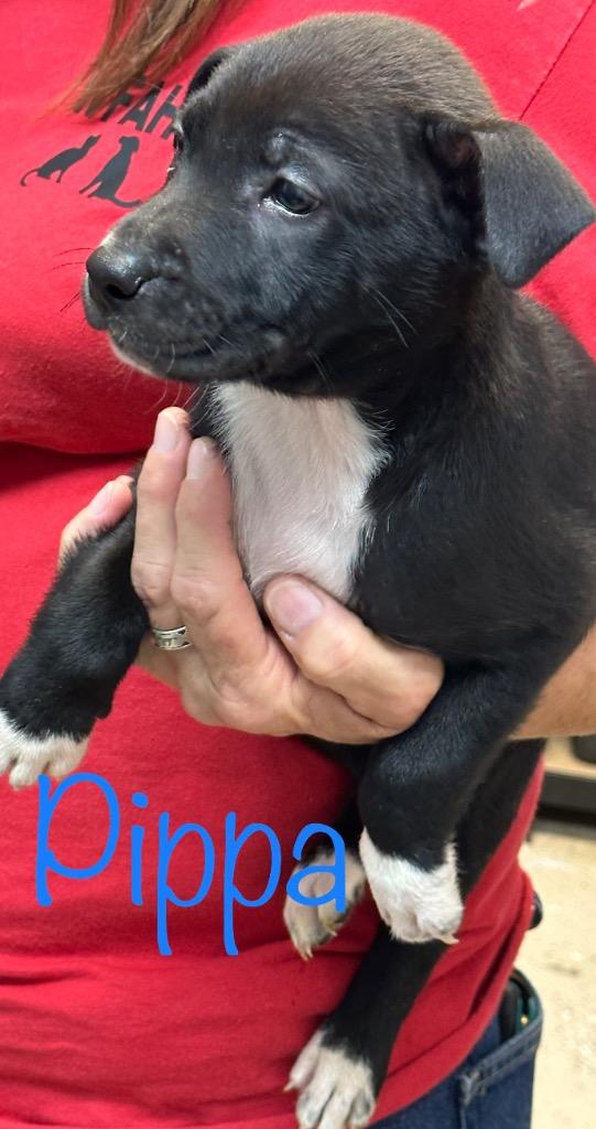Pippa, a Adoptable mixed breed in Saint Francisville, LA image 2/6