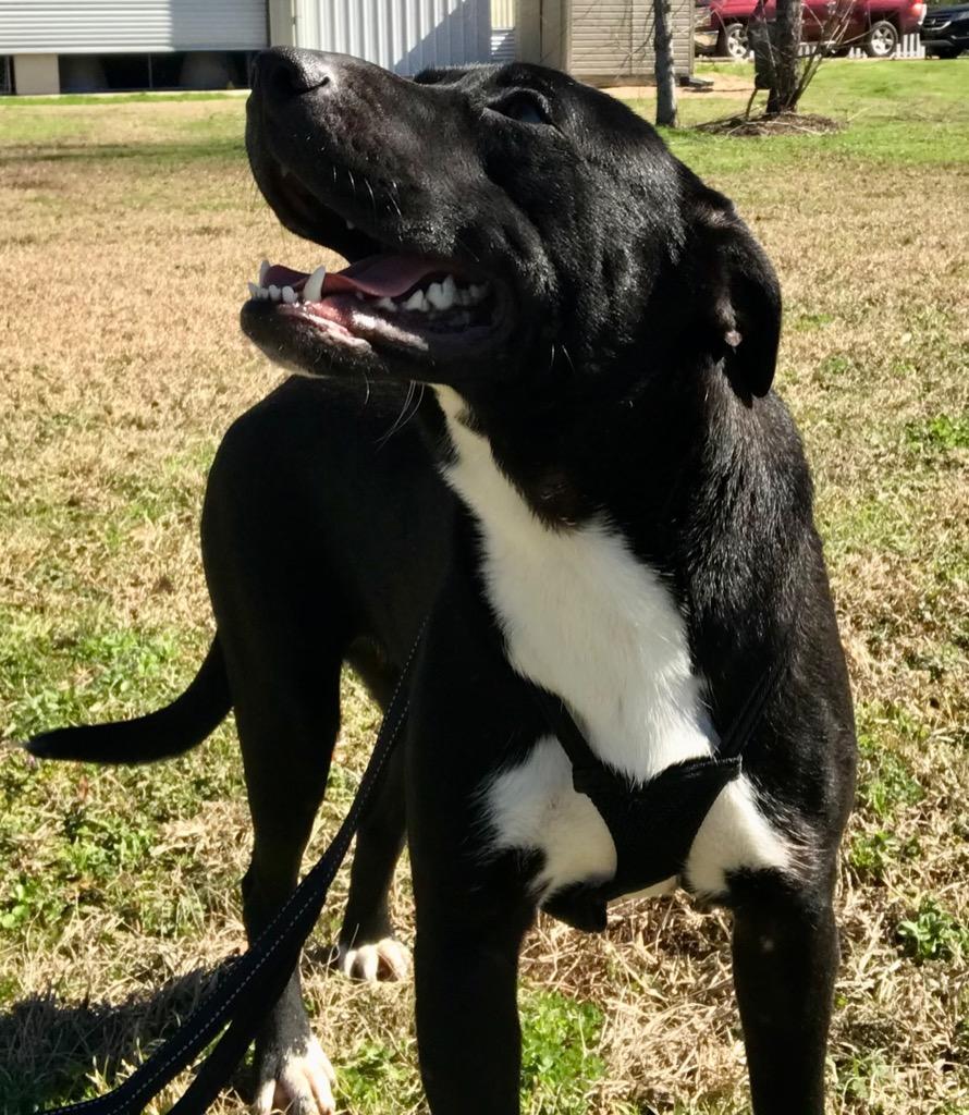 Pippa, a Adoptable mixed breed in Saint Francisville, LA image 3/6