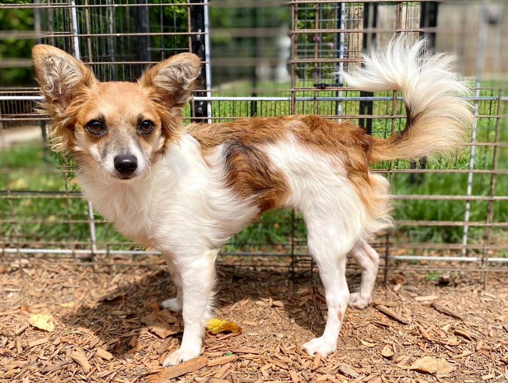 Enlarge Bridgette, a Adopted mixed breed in Urbandale, IA image 1/1