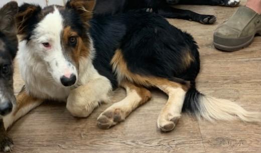 Enlarge Chubbs, a Adoptable Australian Shepherd in Tucumcari, NM image 1/2