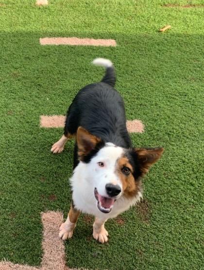 Enlarge Chubbs, a Adoptable Australian Shepherd in Tucumcari, NM image 2/2