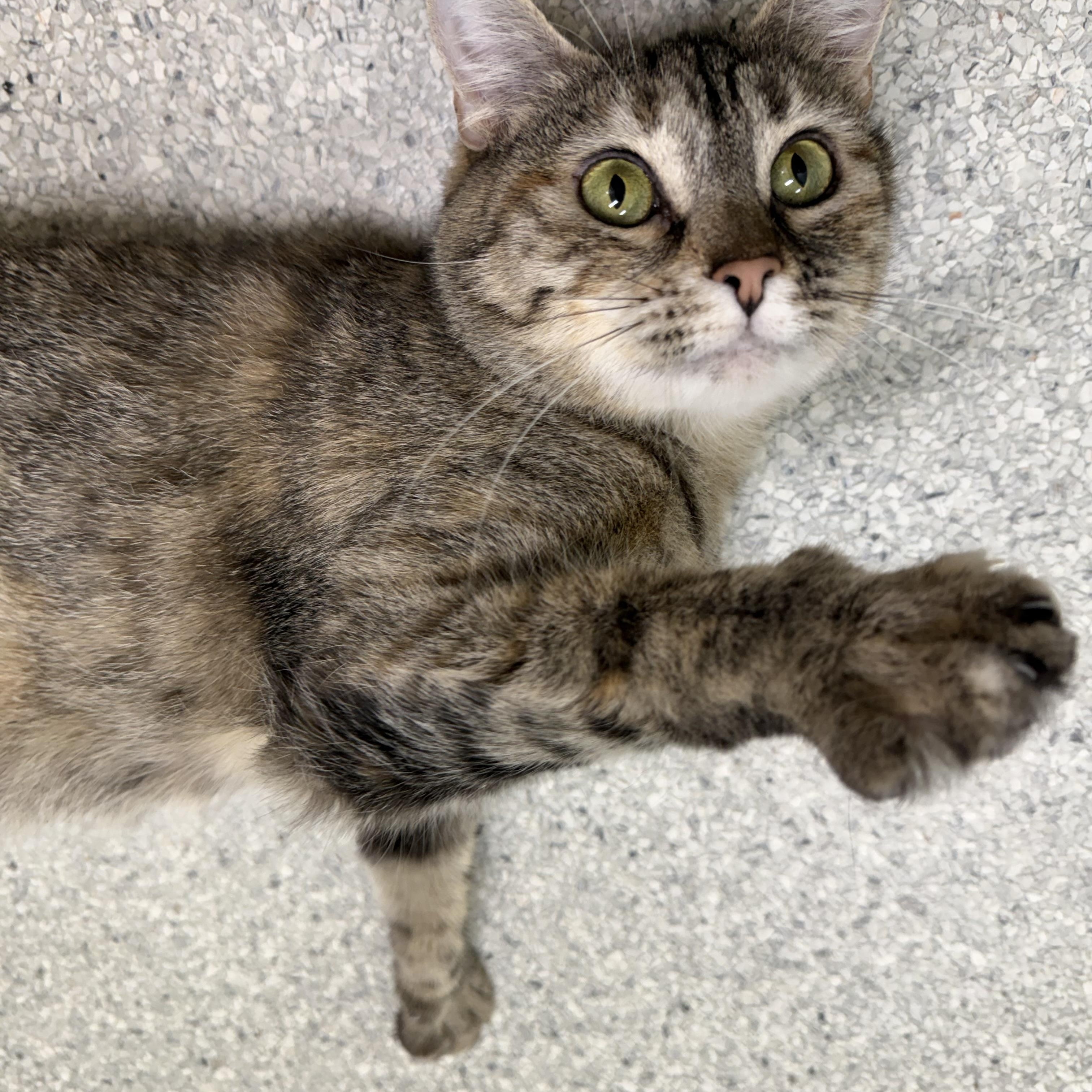 Ms.Potts, Adoptable, Adult Female Domestic Short Hair.
