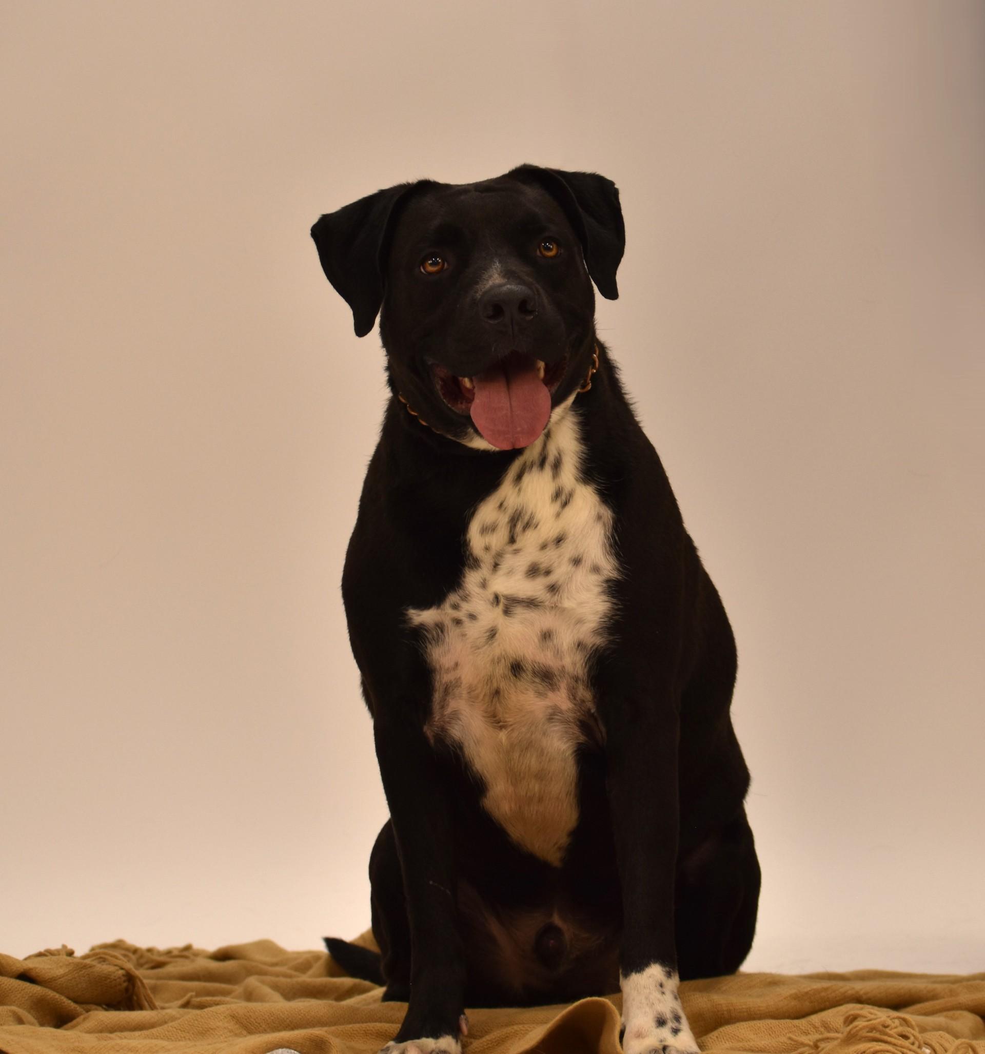Enlarge Elijah, a Adoptable mixed breed in Rochester, NY image 1/5