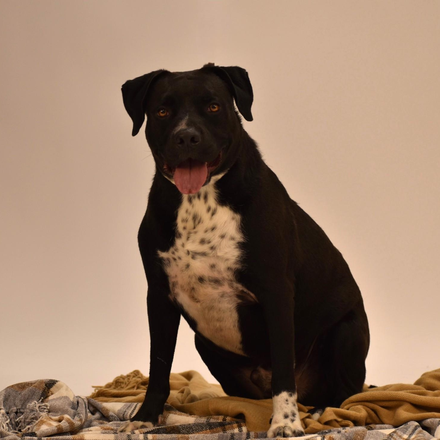 Enlarge Elijah, a Adoptable mixed breed in Rochester, NY image 4/5