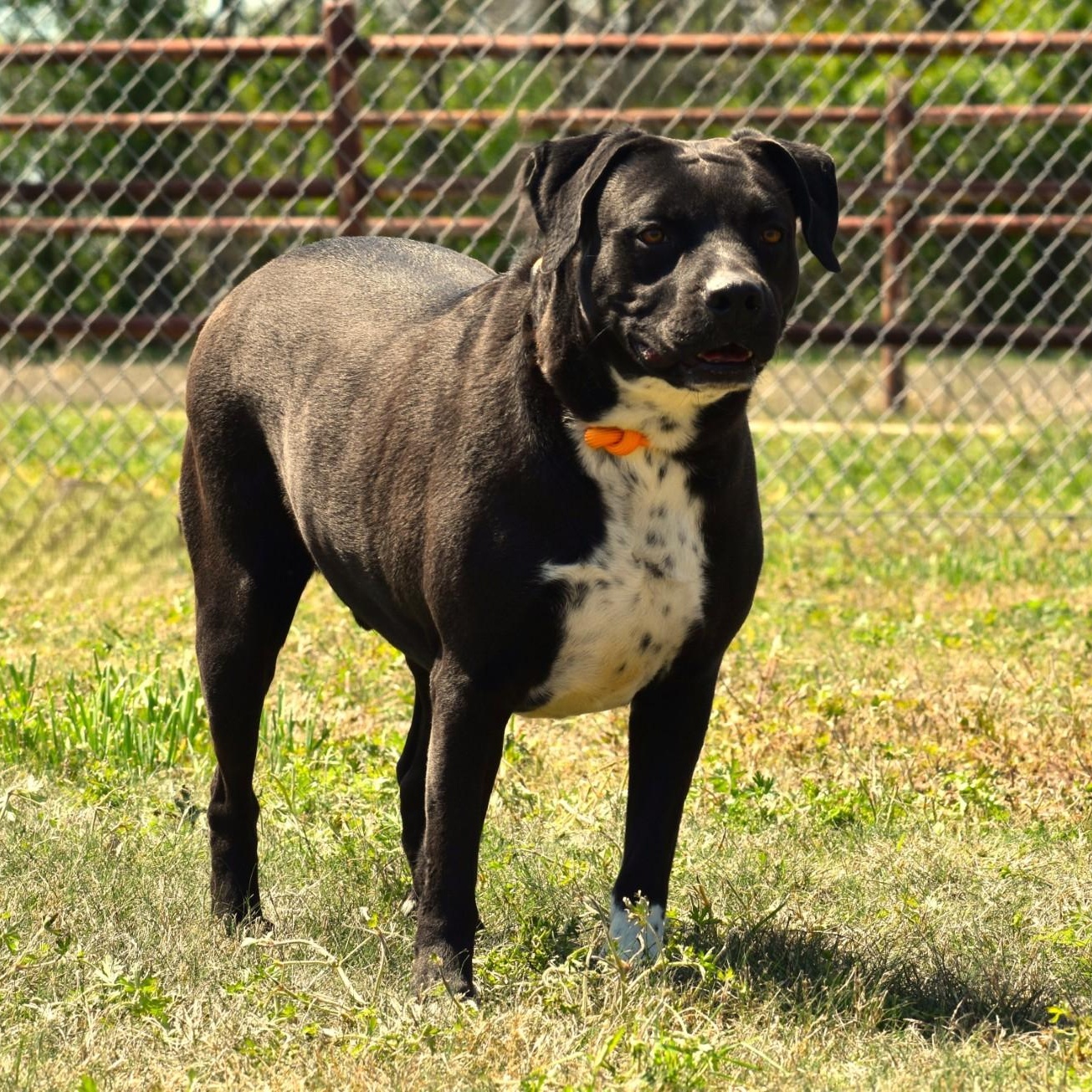 Elijah, a Adoptable mixed breed in Rochester, NY image 4/6
