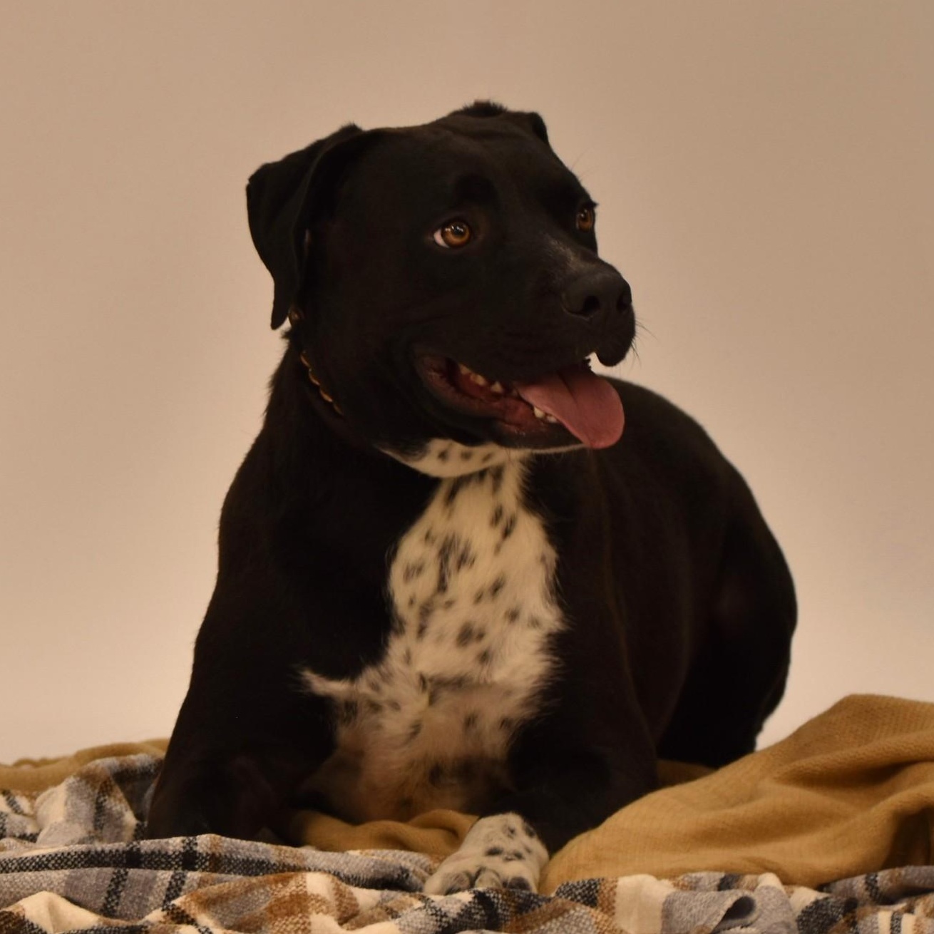 Elijah, a Adoptable mixed breed in Rochester, NY image 1/6