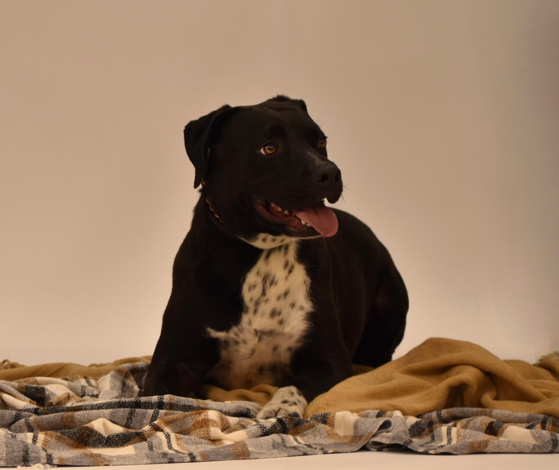 Enlarge Elijah, a Adoptable mixed breed in Rochester, NY image 2/5