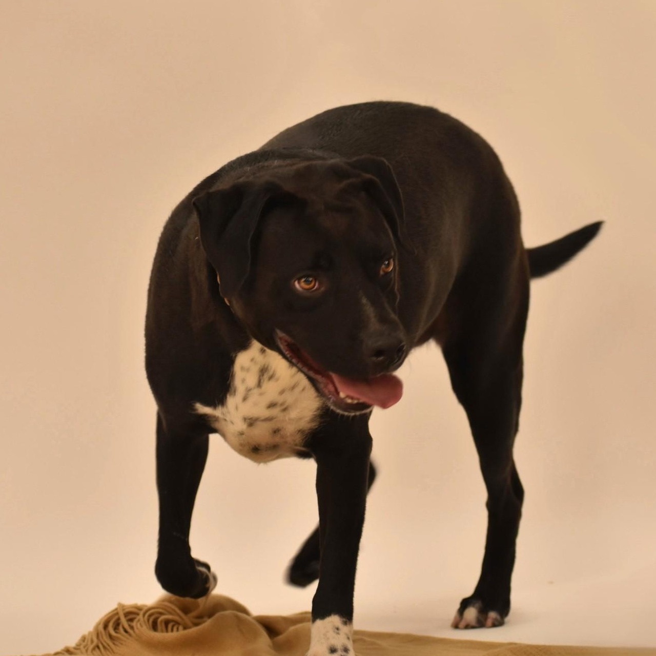 Enlarge Elijah, a Adoptable mixed breed in Rochester, NY image 5/5