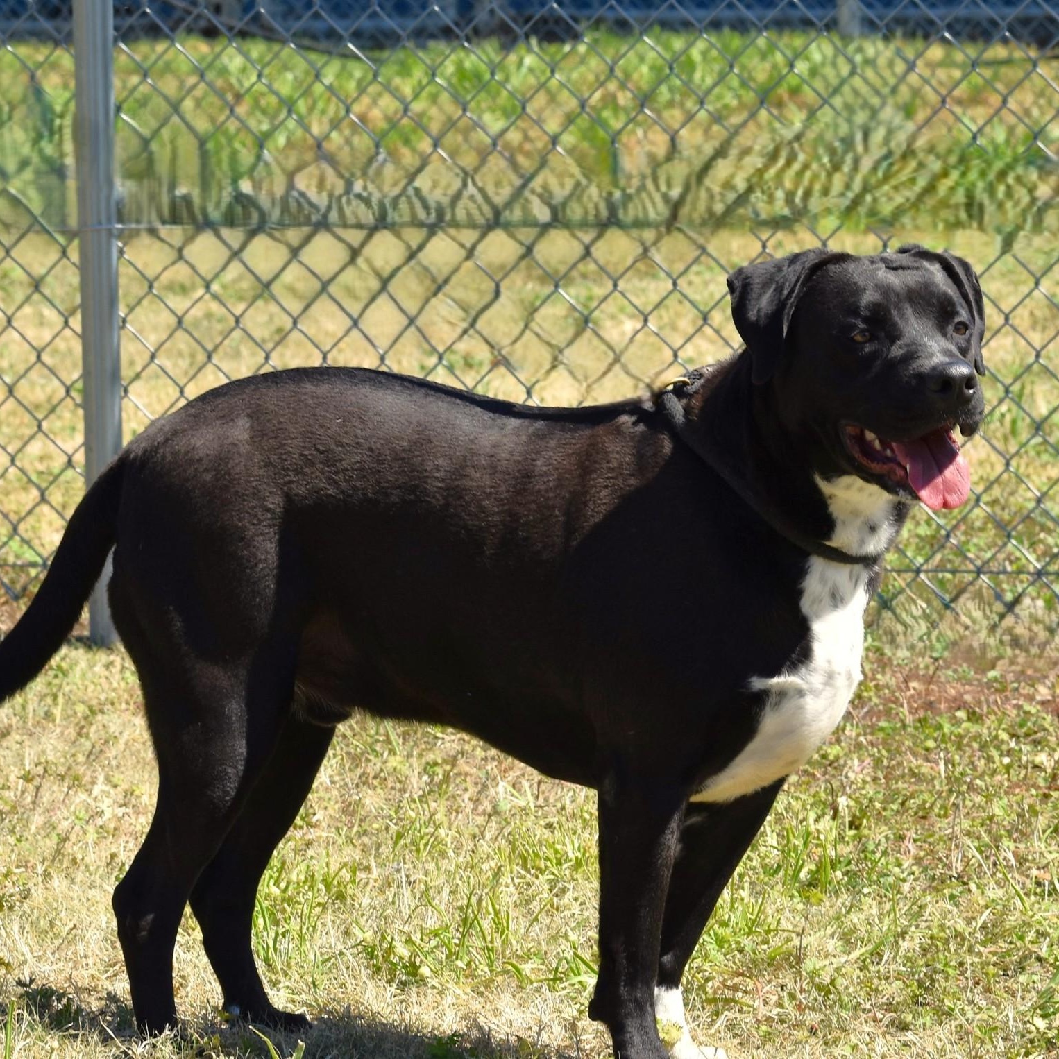 Elijah, a Adoptable mixed breed in Rochester, NY image 6/6
