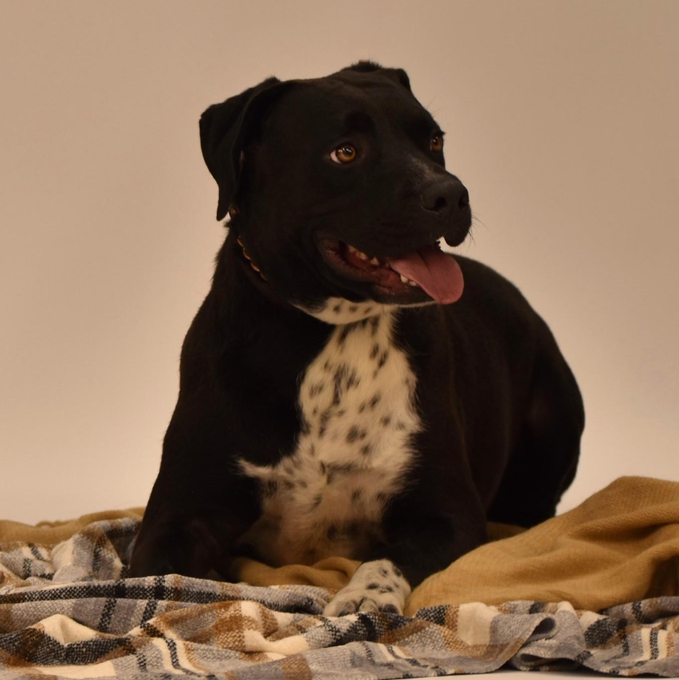 Elijah, Adoptable, Adult Male Labrador Retriever.